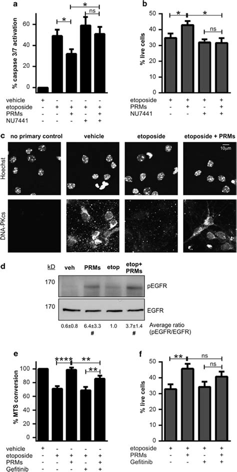 Prm Mediated Cytoprotection Is Via Egfr And Downstream Dna Pk