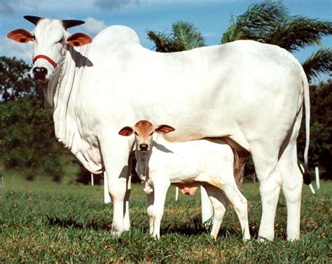 Ongole cattle breed (Ongole Bull/ Ongole Cow) - Native Breed.org