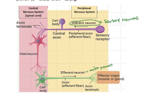 Ns Peripheral Nervous System Part 2 Lecture Flashcards Quizlet