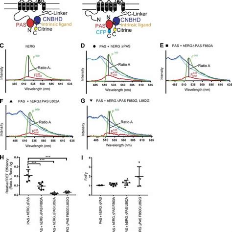 Mutations In The Intrinsic Ligand Disrupted Pas Domaindependent