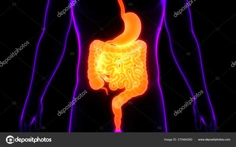 Human Digestive System Stomach Anatomy — Stock Photo © magicmine #370464260