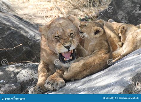 Lioness roaring at her cub stock photo. Image of environmental - 62468512