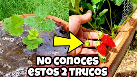 Miles De Fresas En Maceta Con Estos Cuidados Cultivo De Frutilla