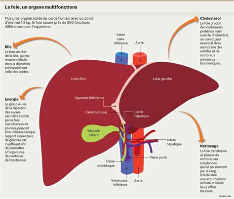 Le Foie Usine De Production Et Station D Puration Planete Sante