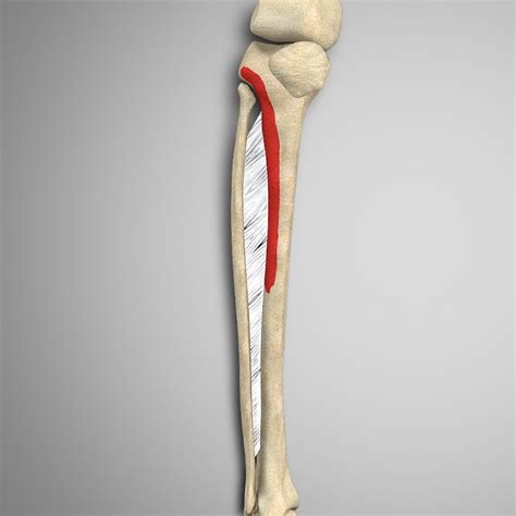 Tibialis Anterior Attachments And Actions 3d Muscle Lab