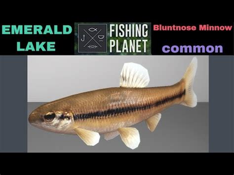 Fishing Planet Emerald Lake Bluntnose Minnow Common Youtube