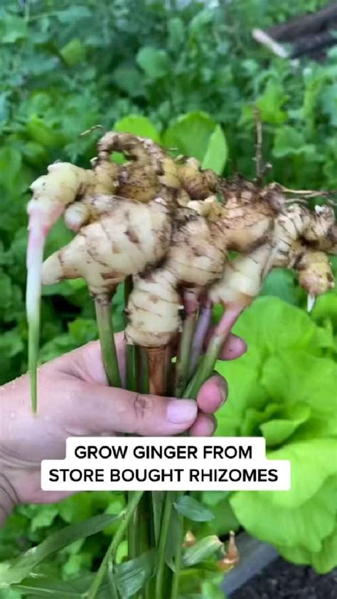 How To Grow Ginger At Home We Recommend Using Silica Skin When For