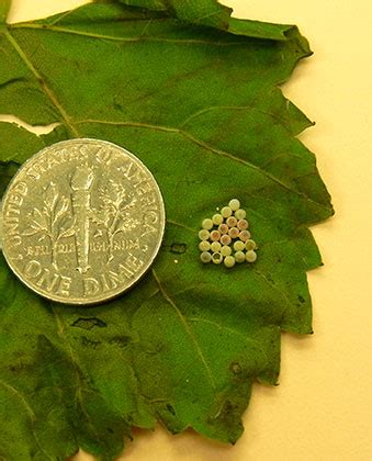 Stink bug eggs on grape leaf