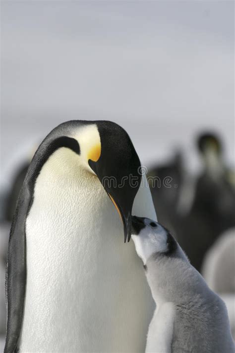 Emperor Penguins Aptenodytes Forsteri Stock Photo Image Of South