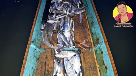 Kawanan Ikan Bandeng Dan Kakap Banyak Terperangkap Di Jaring Kami