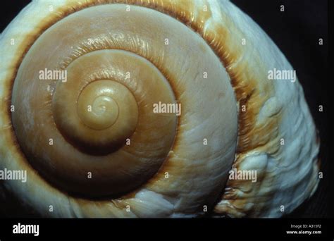 Cone shaped shell hi-res stock photography and images - Alamy