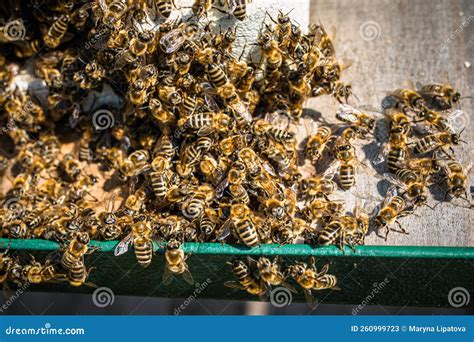 Bee Brains Hold Temp Steady To Slow Cook Hornet Near Hive Entrance