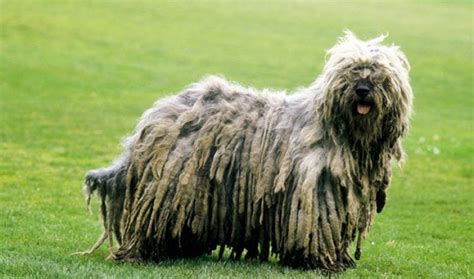 The List Of Mop Dog Aka Dreadlock Breeds