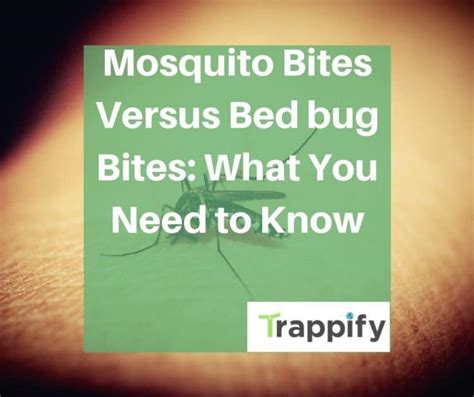 Mosquito Bites Versus Bed Bug Bites What You Need To Know