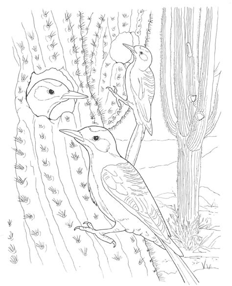 Sonoran Desert Coloring Pages