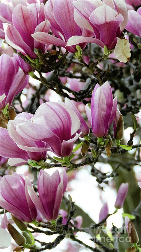 Magnolias Photograph By Jason Layden Fine Art America