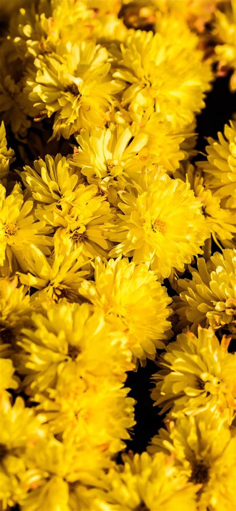 bunch of yellow chrysanthemum flowers iPhone 11 Wallpapers Free Download