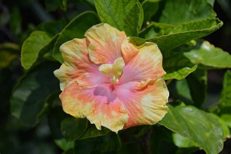 Multicoloured Hibiscus Hawaii - Free photo on Pixabay - Pixabay