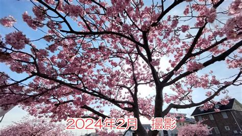 【2024年3月上旬まで！】西古瀬川の河津桜、通称「八幡桜」が良い感じ！一足早く春を味わおう！ 豊川ガイド