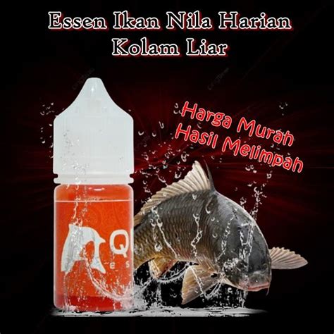 Essen Ikan Nila Harian Alam Liar Mancing Ikan Nila Rame Indukan Lomba