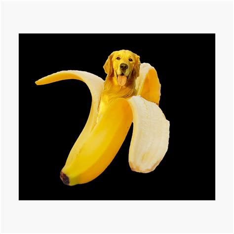 Dog Banana | ubicaciondepersonas.cdmx.gob.mx