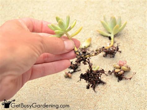 How To Propagate Succulents In Easy Steps Get Busy Gardening