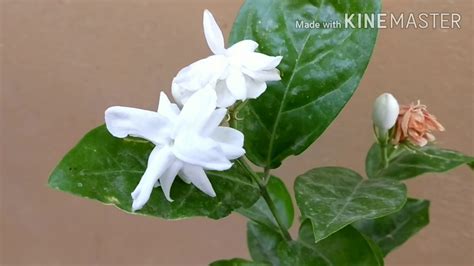 How To Grow Mogra Jasmine Plant And Get Maximum Blooming Youtube