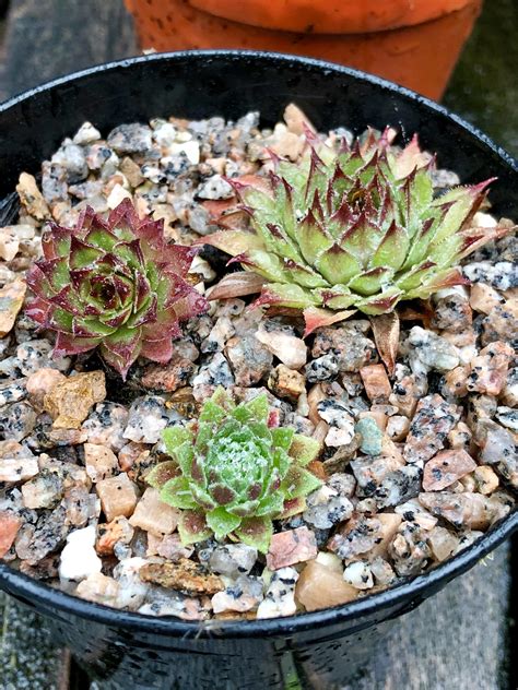 Rain drops on my sempervivums! I love how different these guys look