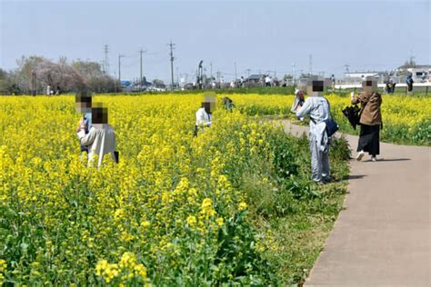 「半年以上かけて大事に育てた花が」花畑が踏みつぶされできた“獣道”の悲しみ（写真3） デイリー新潮