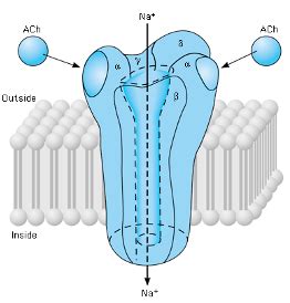 Receptors Flashcards Quizlet