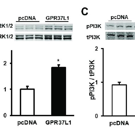 Gpr L Activates Pi Akt Mtor Signaling Pi K Akt Mtor Signaling