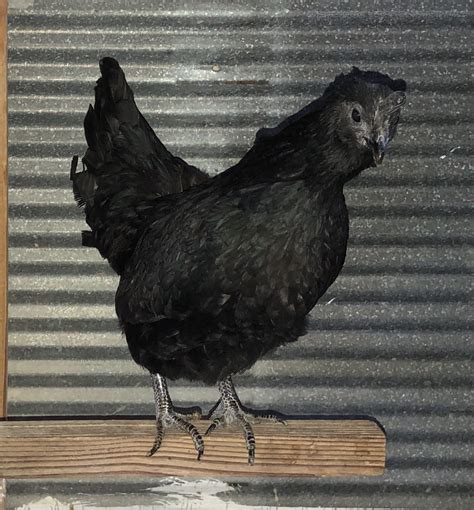 Ayam Cemani Chicken: Baby Chicks for Sale | Cackle Hatchery®