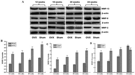 Relative Protein Expression Levels Of Mmp 2 Mmp 9 And Mmp 13 In The Download Scientific