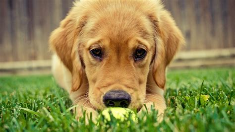 cute dog laptop full hd p hd  wallpapersimages