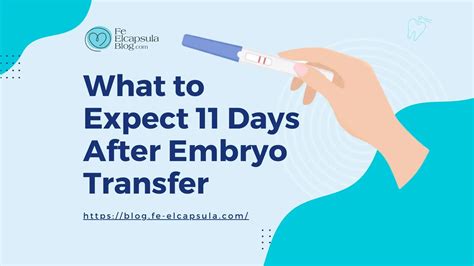 What To Expect 11 Days After Embryo Transfer A Comprehensive Guide