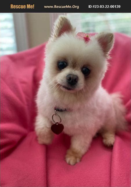 Adopt Pomeranian Rescue Pensacola Fl