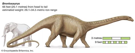 Brontosaurus Vs Apatosaurus: What's The Difference?