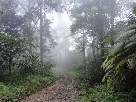 Iklim Hutan Hujan Tropis Homecare24