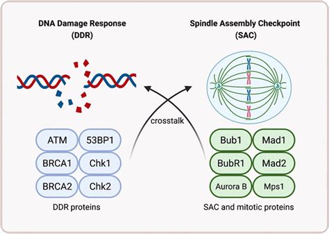 Frontiers Function And Molecular Mechanism Of The DNA Damage