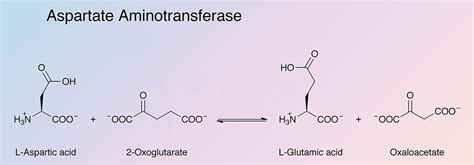 Aspartate Aminotransferase - Worthington Enzyme Manual | Worthington Biochemical