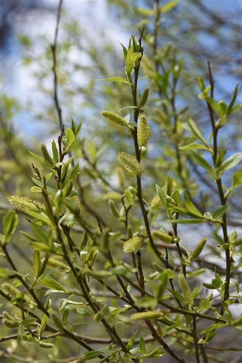 How To Grow And Care For Pussy Willow Gardeners Path