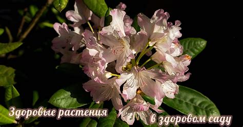 Как избавиться от черной пятнистости роз