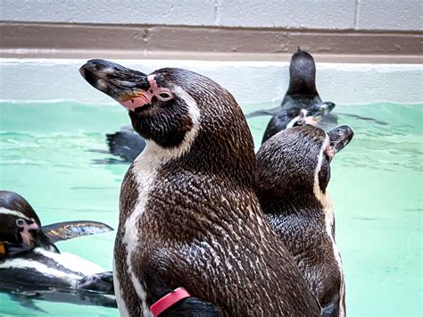 10 penguins arrive at Houston Zoo's new Galápagos Islands exhibit