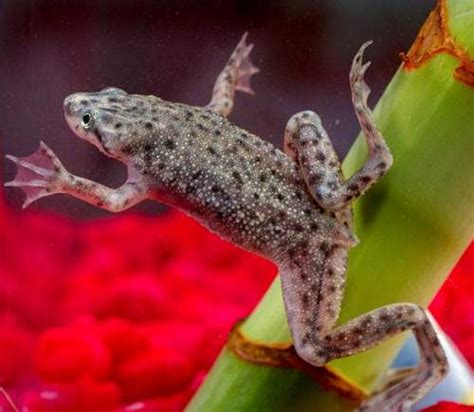 African Dwarf Frogs