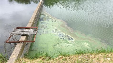 Toxic Algae Blooms Found In Lake Cascade And Lake Lowell