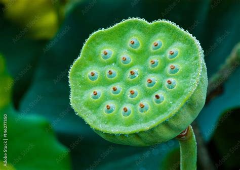 Lotus Seed Pod Stock Photo | Adobe Stock