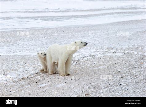 El Oso Polar Ursus Maritimus Hembra Y Un Cachorro Del A O Cabo