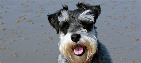 Schnauzer Herplaatsing Hoe Werkt Het Met Een Herplaatser Schnauzer