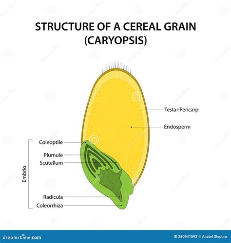 Corn Seed Diagram