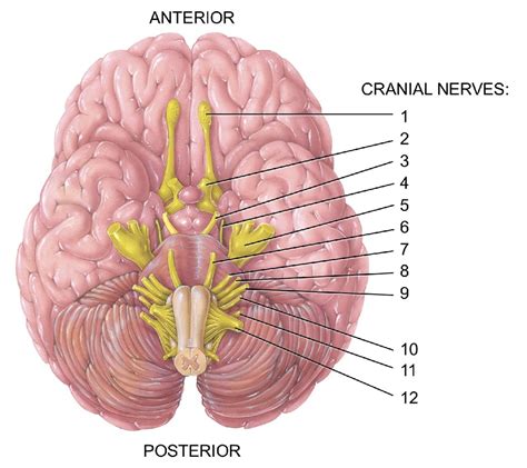 cranial nerves diagram Diagram | Quizlet